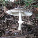 Image of Amanita subglobosa Zhu L. Yang 1997