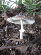 Image of Amanita subglobosa Zhu L. Yang 1997