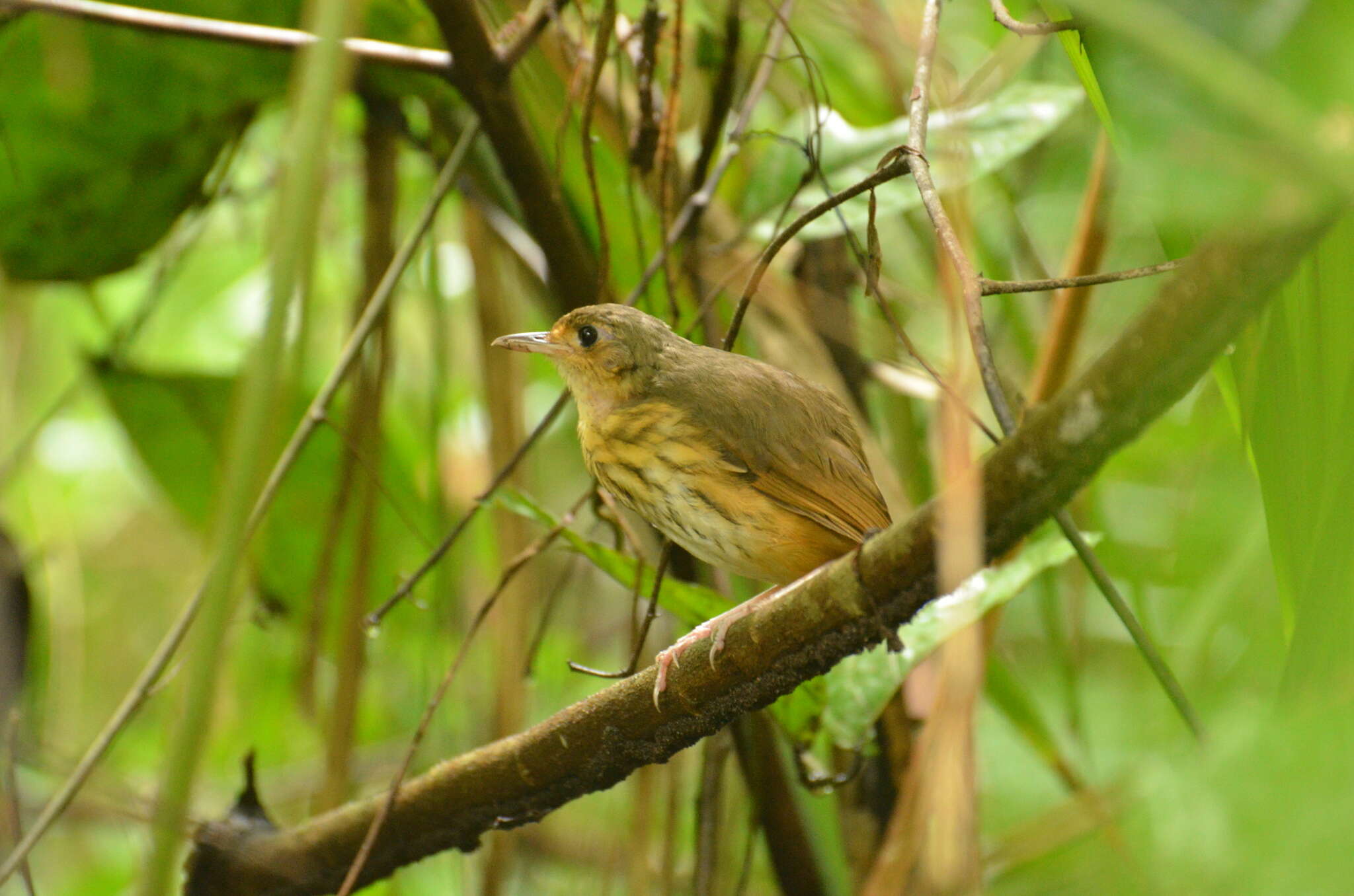 Image of Snethlage's Antpitta