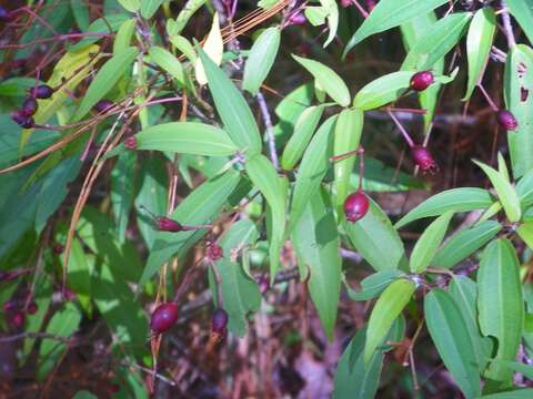 Image of Miconia mexicana (Bonpl.) Naud.