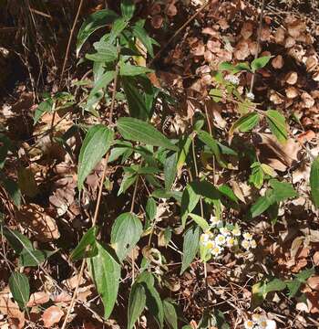 Image de Alloispermum scabrifolium (Hook & Arn.) H. Rob.