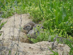 Image of Townsend's ground squirrel