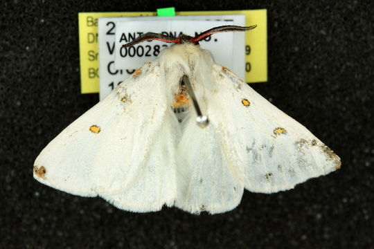 539.anicg 10anic 03729 1287273392 jpg.580x360