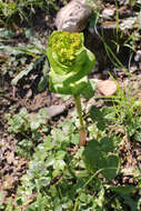 Image of Smyrnium perfoliatum subsp. rotundifolium (Mill.) Bonnier & Layens