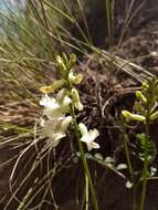 Image of curvepod milkvetch