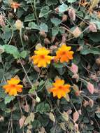 Image of Thunbergia gregorii S. Moore