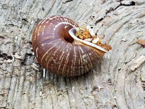 Image of Oregon Forestsnail