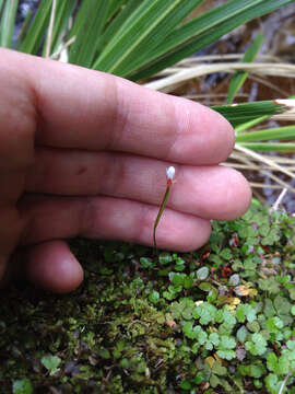 Image of Epilobium nerteroides