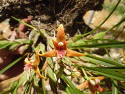 Image of Coconut orchid