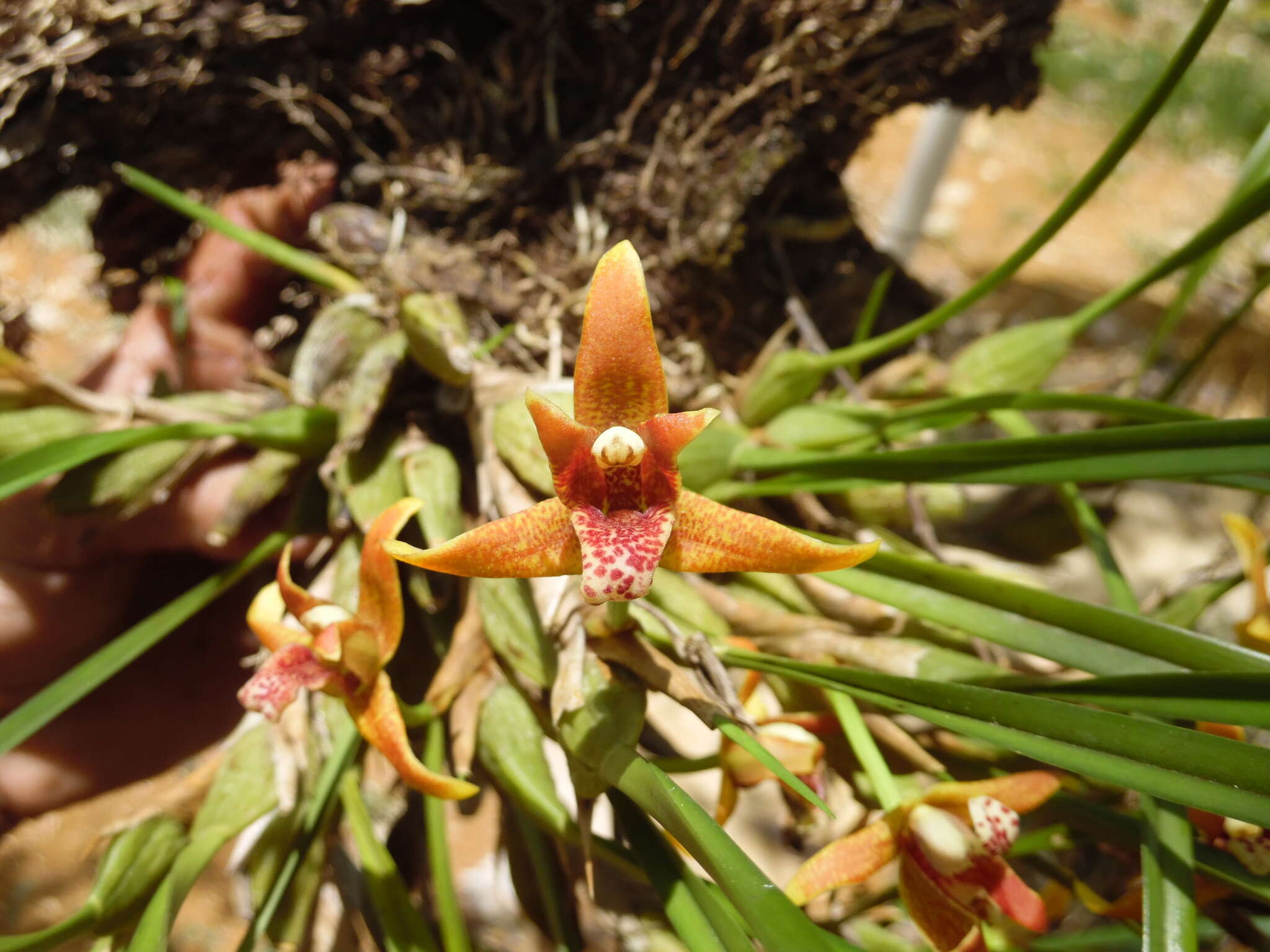 Image of Coconut orchid