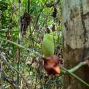 Image of Artocarpus kemando Miq.