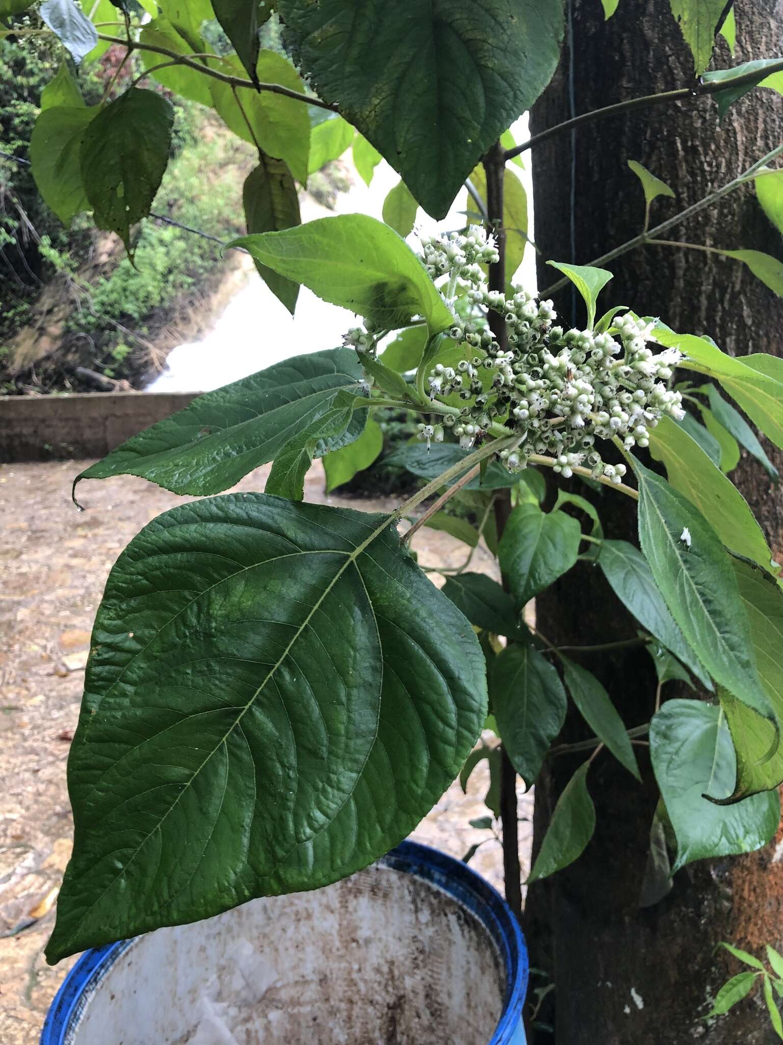 Image of Clibadium arboreum J. D. Smith.