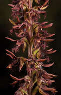 Image of Brindabella midge orchid