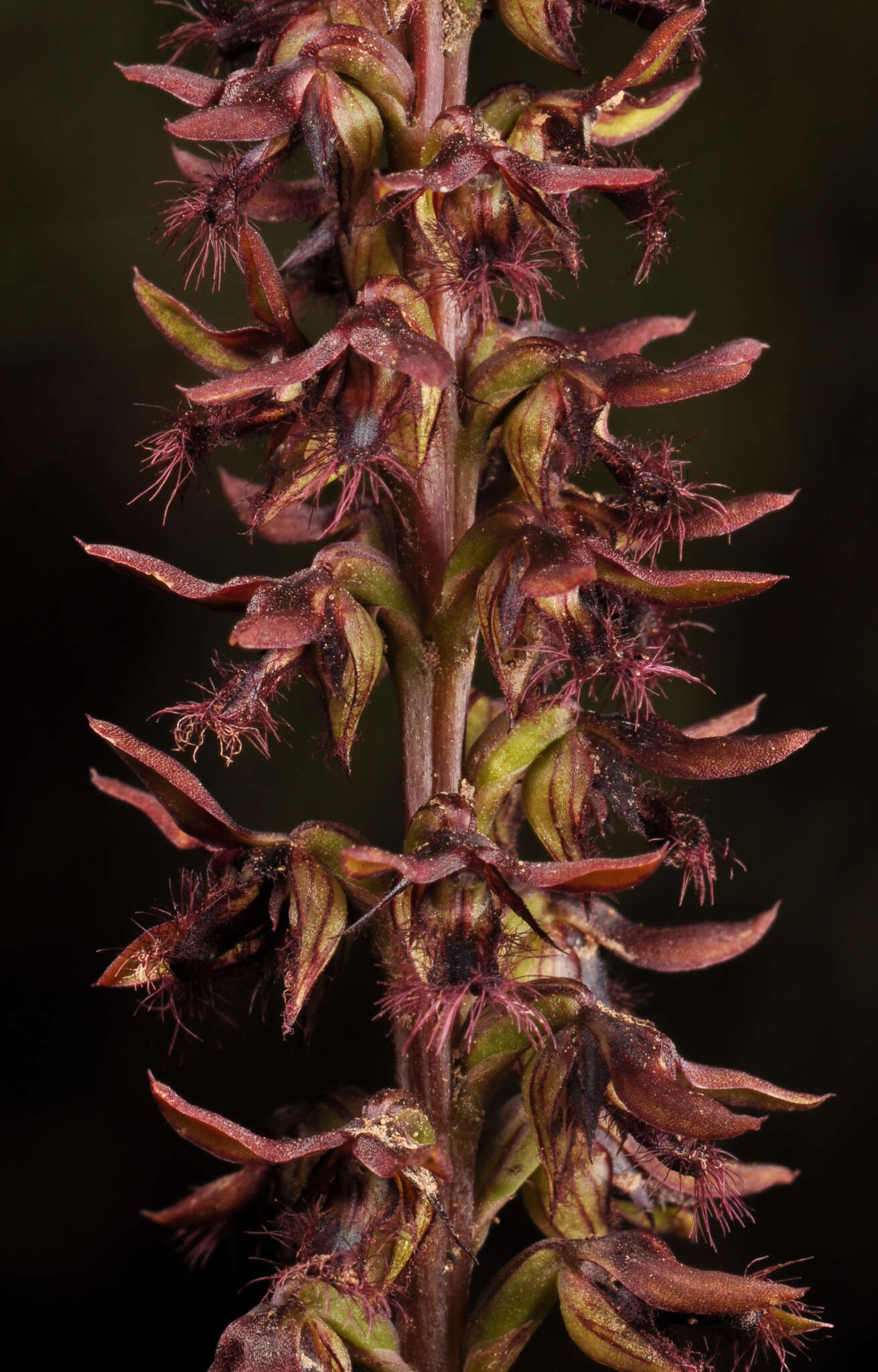 Image of Brindabella midge orchid