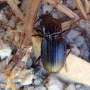 Image of Pterostichus globosus ebenus