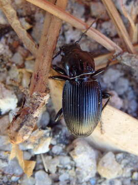 Plancia ëd Pterostichus globosus ebenus