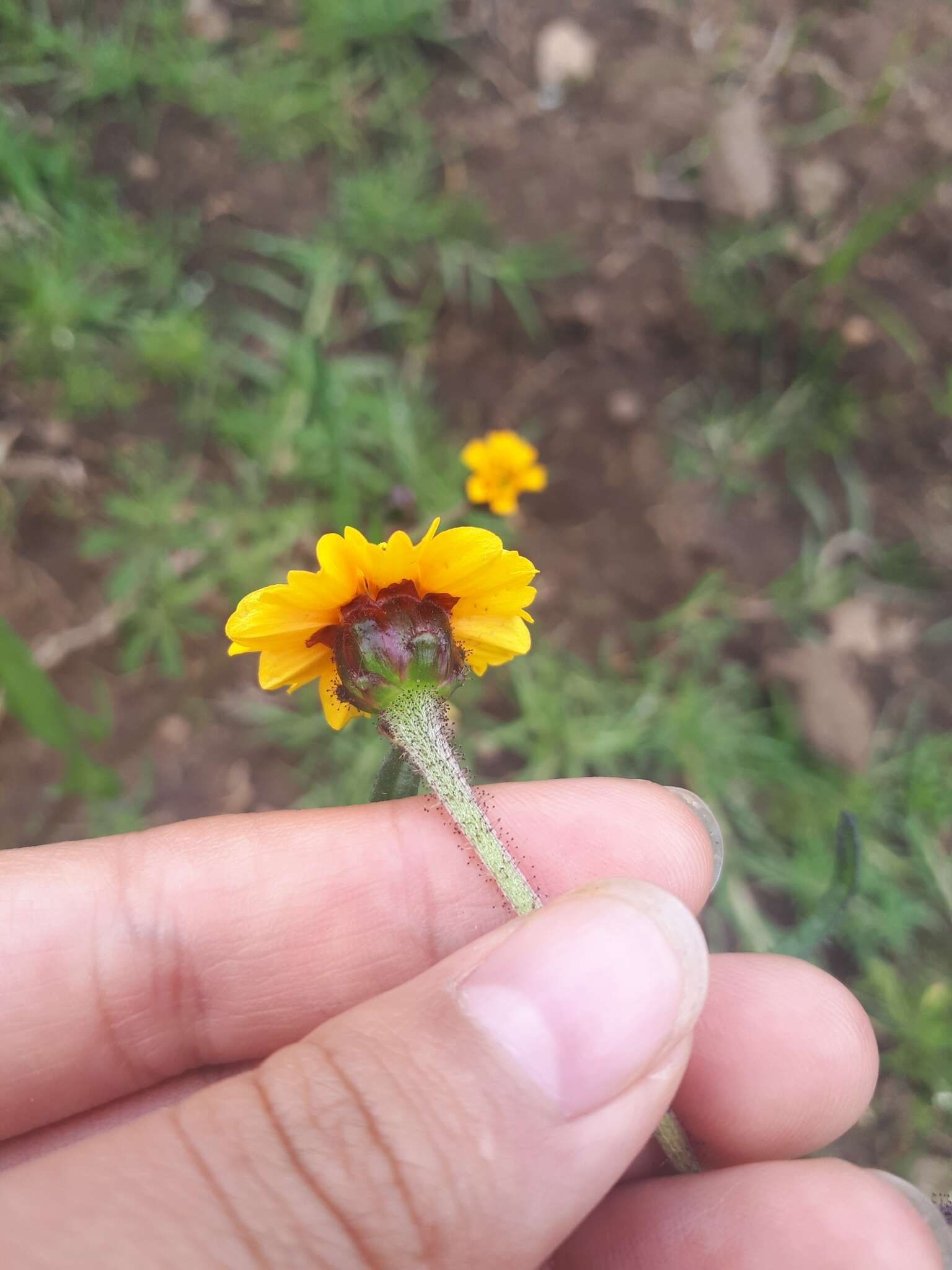 Image de Tridax trilobata (Cav.) Hemsl.