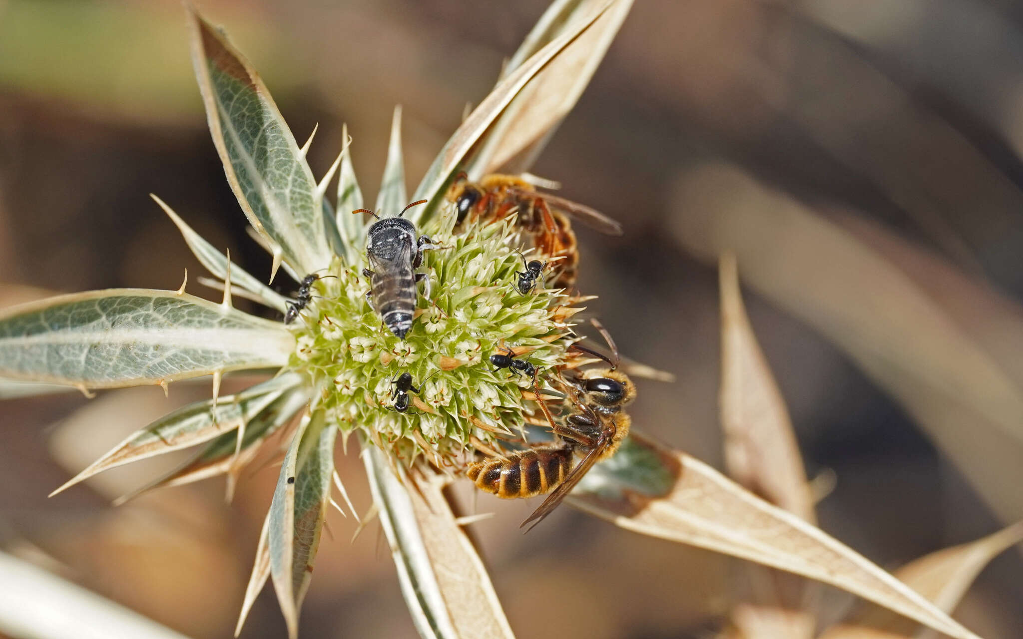 Image of Andrena variabilis Smith 1853