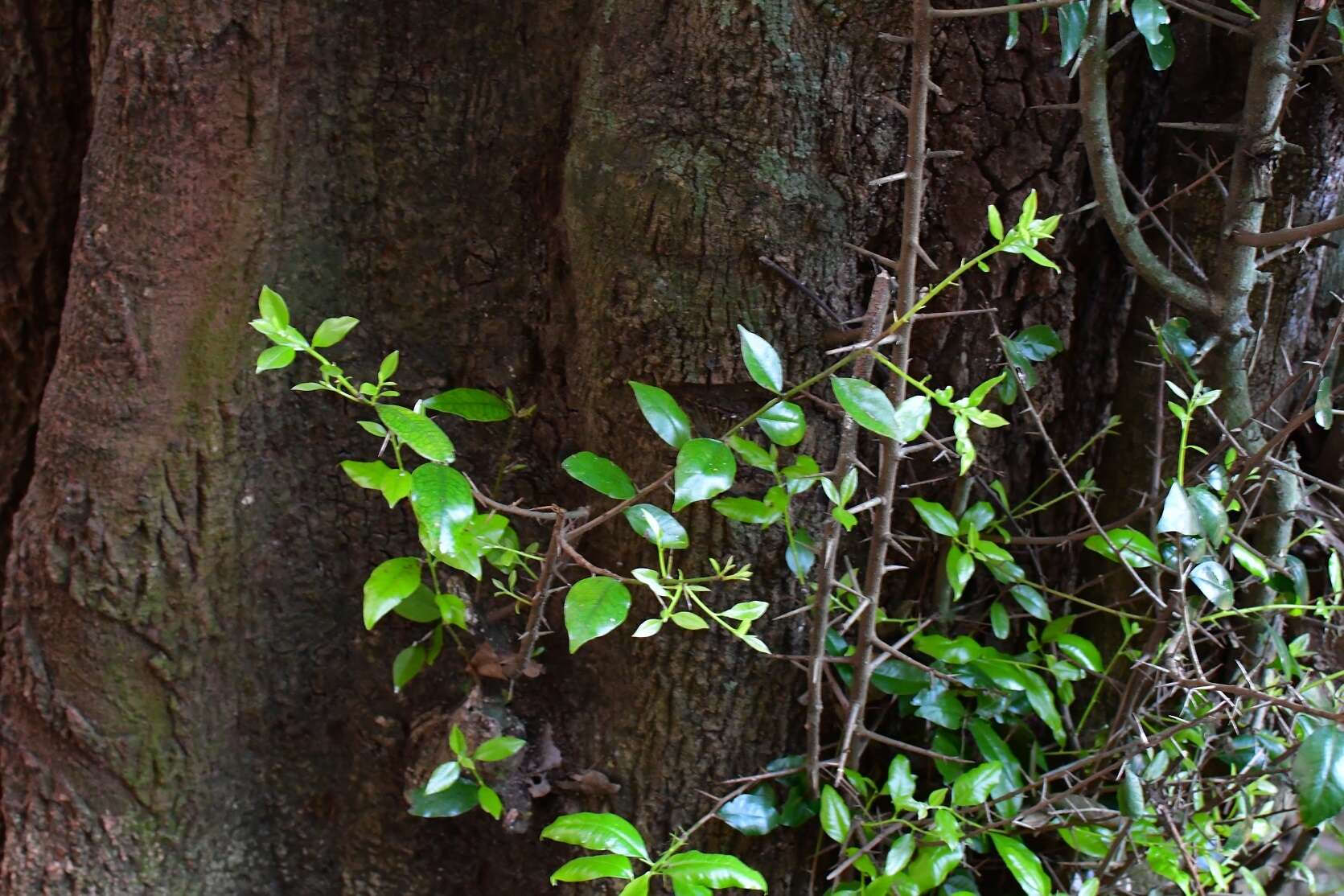 Sideroxylon persimile (Hemsl.) T. D. Penn.的圖片