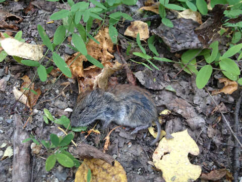 Image of Revillagigedo Island Red-backed Vole