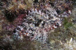 صورة Parascorpaena mossambica (Peters 1855)