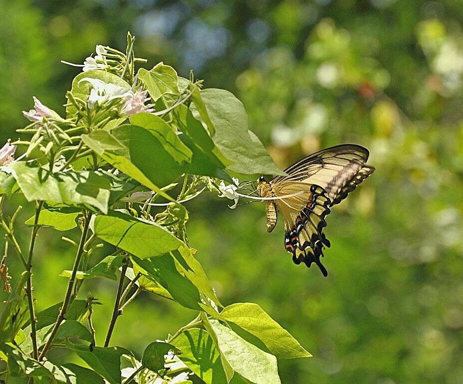 Image of Ornythion Swallowtail