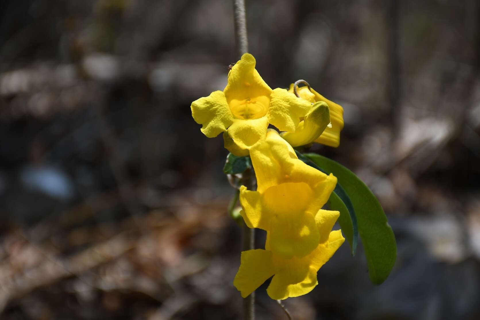 Image of Anemopaegma chrysanthum Dugand