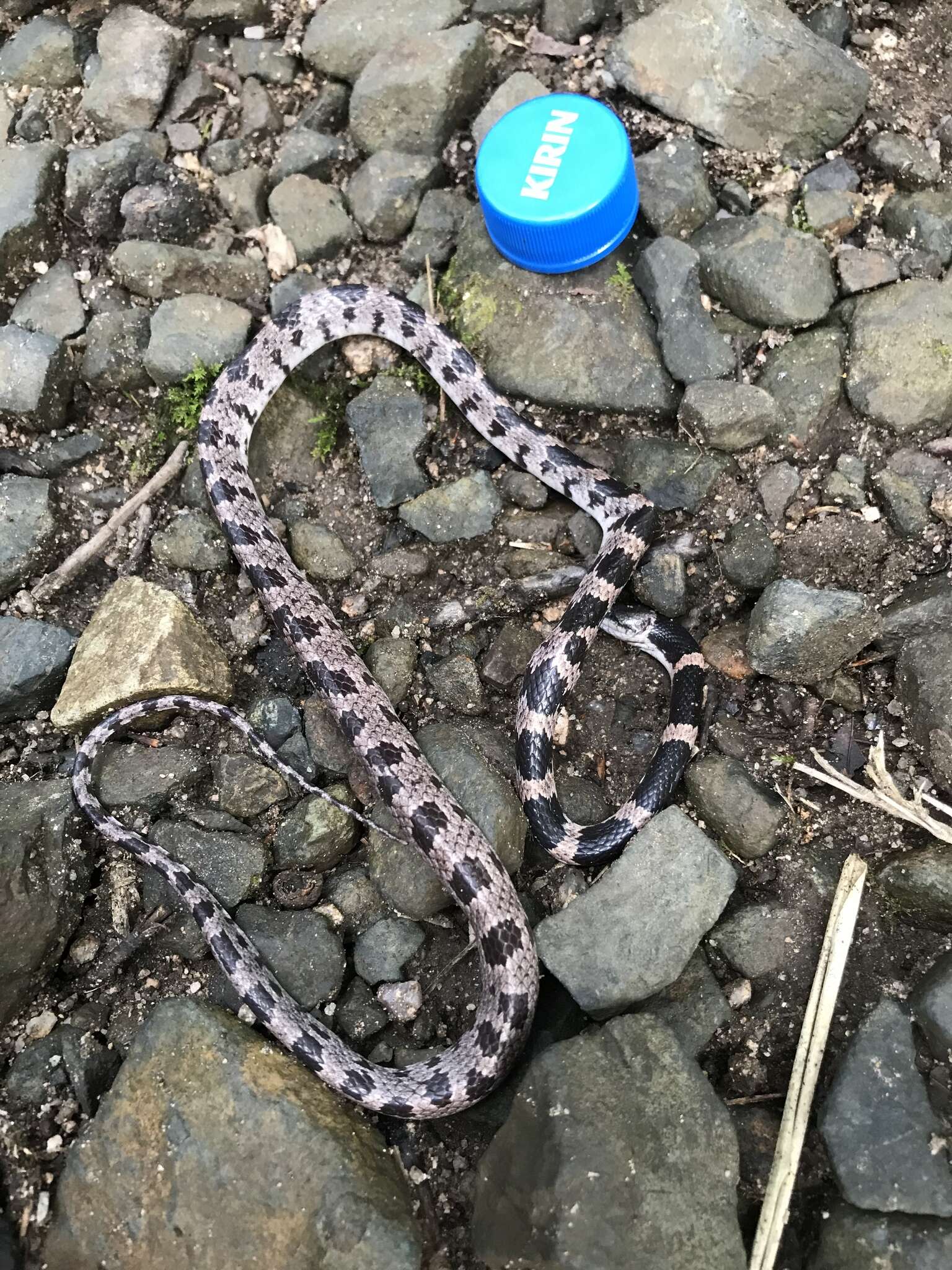 Image of Oriental Odd-tooth Snake