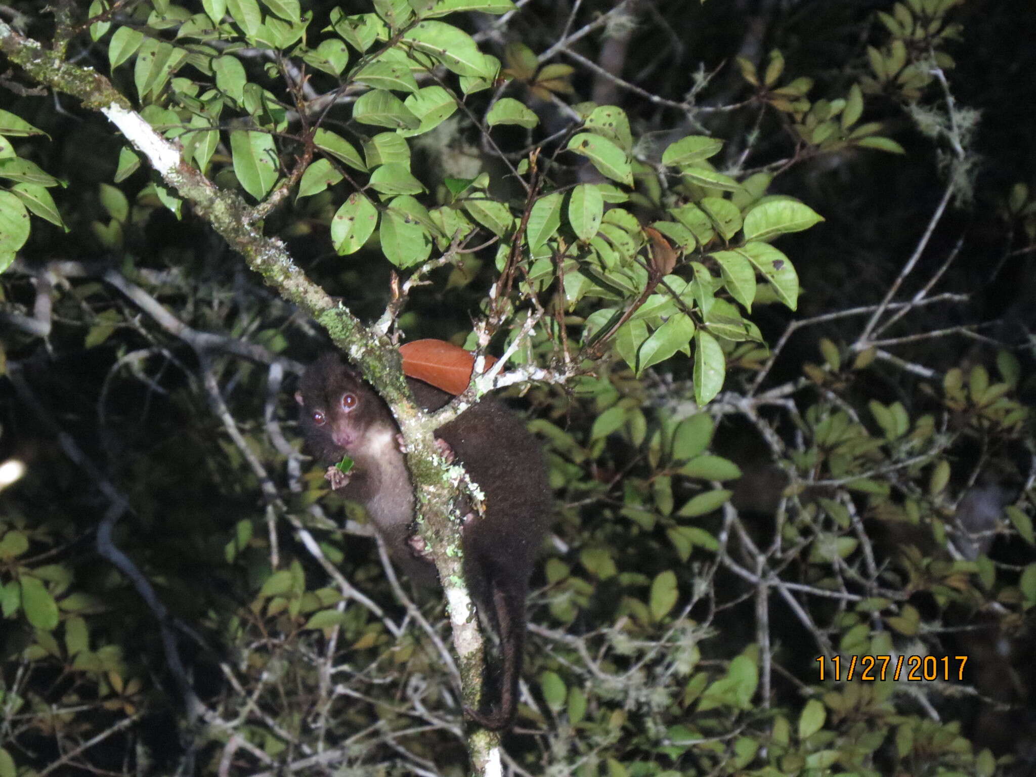 Image of Lemur-like Ringtail