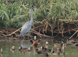 Image of Humblot's Heron