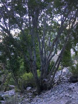 Image of Rocky Mountain maple