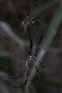 Imagem de Nephila comorana Strand 1916