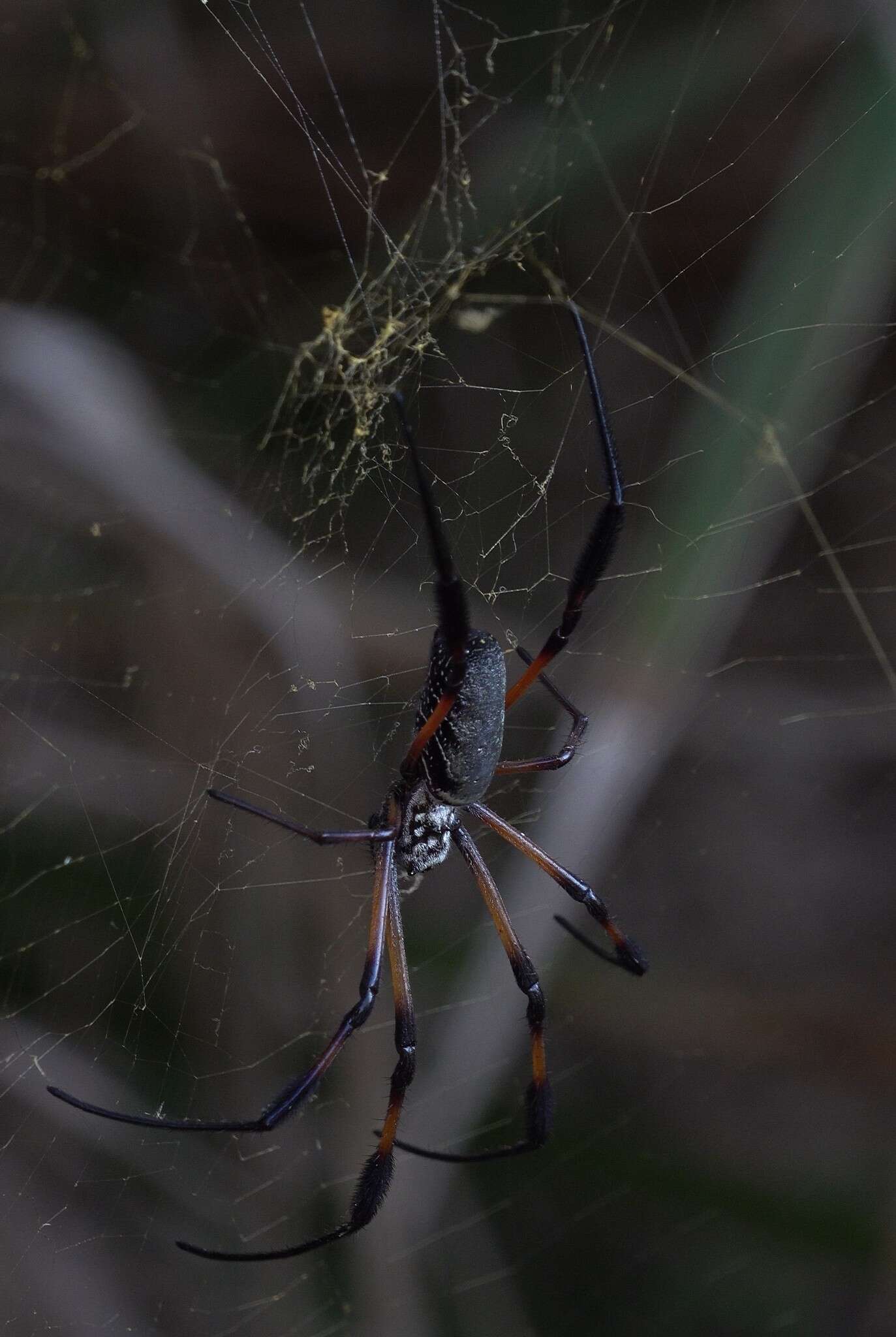 Imagem de Nephila comorana Strand 1916