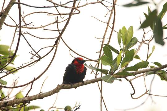 Image of Black-billed Barbet