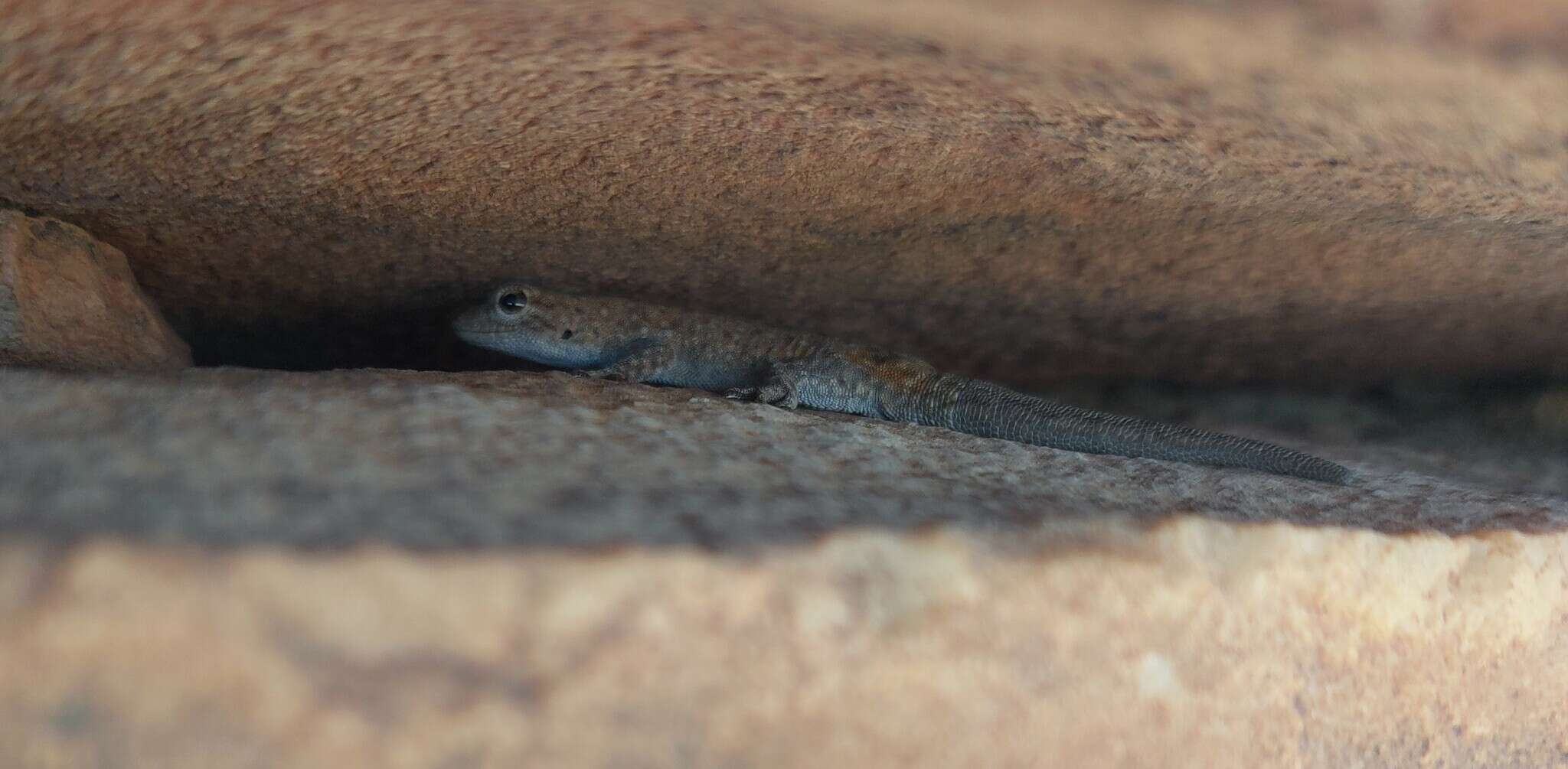 Image of Namaqua Day Gecko