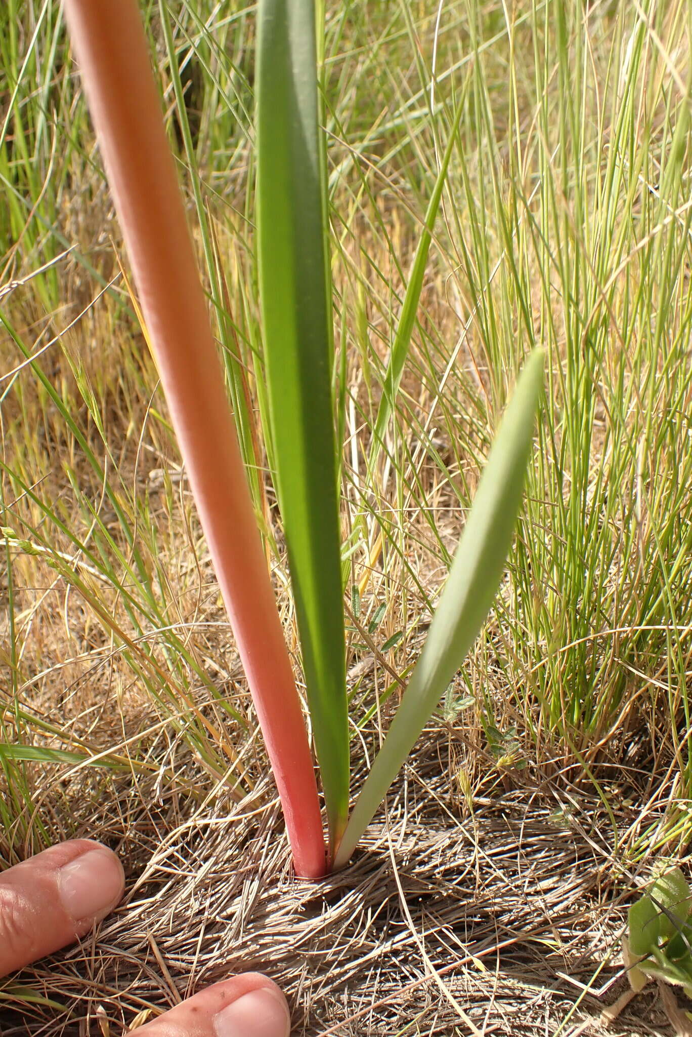 Image of Cyrtanthus angustifolius (L. fil.) Aiton