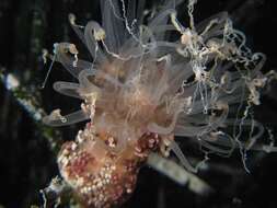 Image of Berried anemone