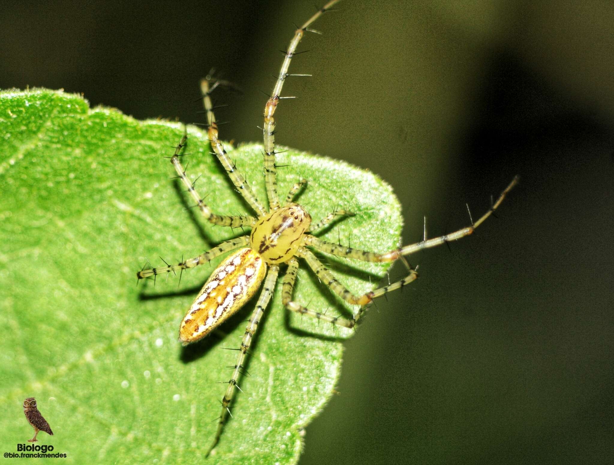 Image of Peucetia flava Keyserling 1877