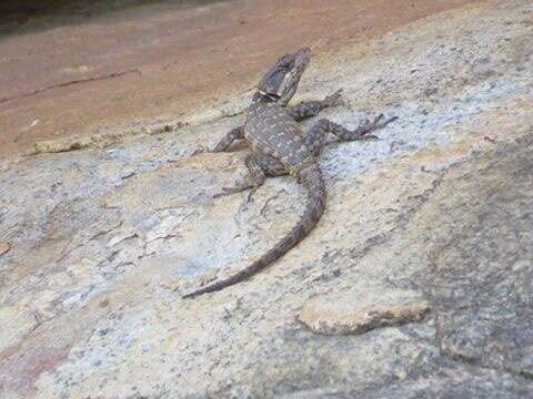 Image de Lézard des rochers