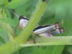 Melanoplus keeleri Thomas & C. 1874的圖片