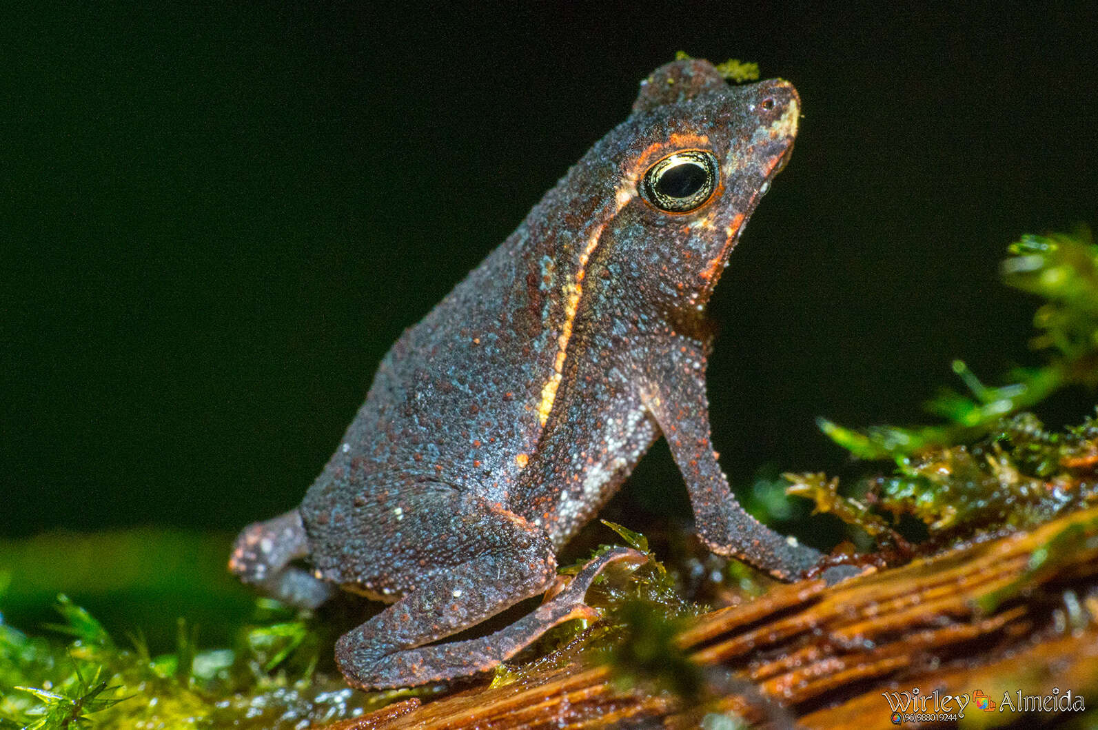 Image of Rhinella castaneotica (Caldwell 1991)