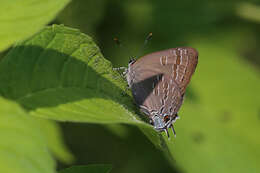 Image of hickory hairstreak