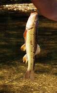 Image of Redspot chub