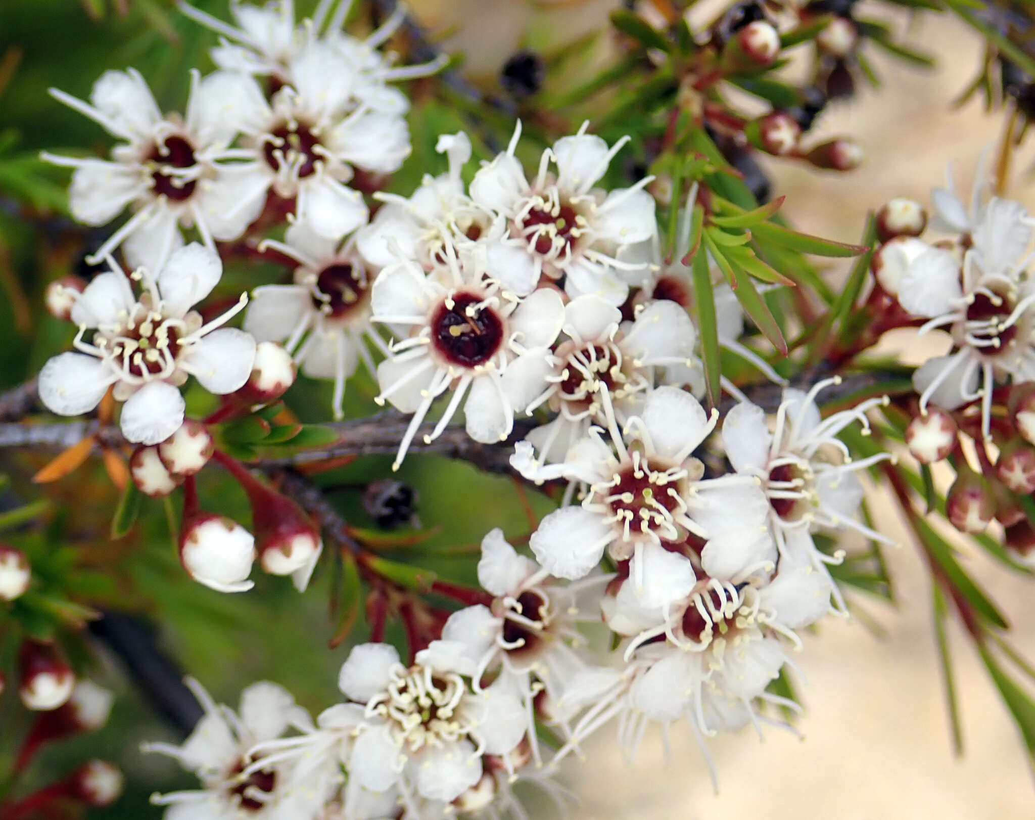 Sivun Kunzea ericoides (A. Rich.) J. Thompson kuva