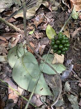 Image of <i>Chondrodendron microphyllum</i>