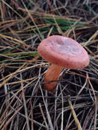 Image of Rufous Milkcap