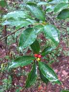 Image of smooth winterberry