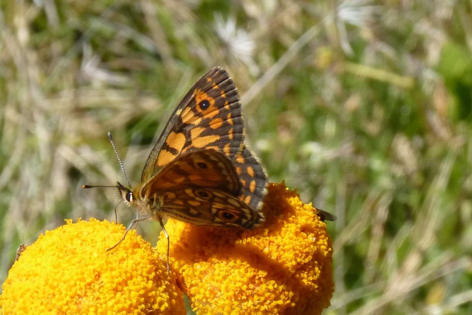 Image of Oreixenica orichora Meyrick 1885