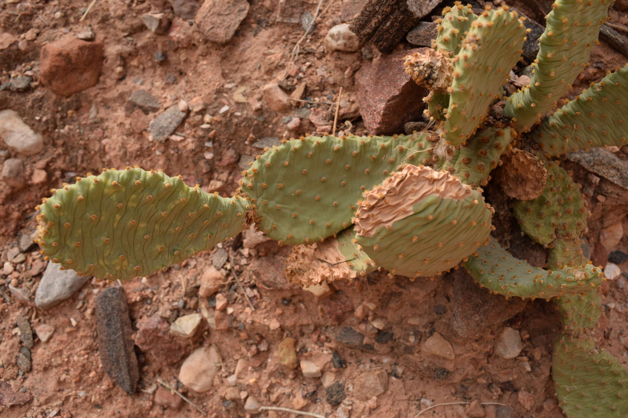 Image of beavertail pricklypear