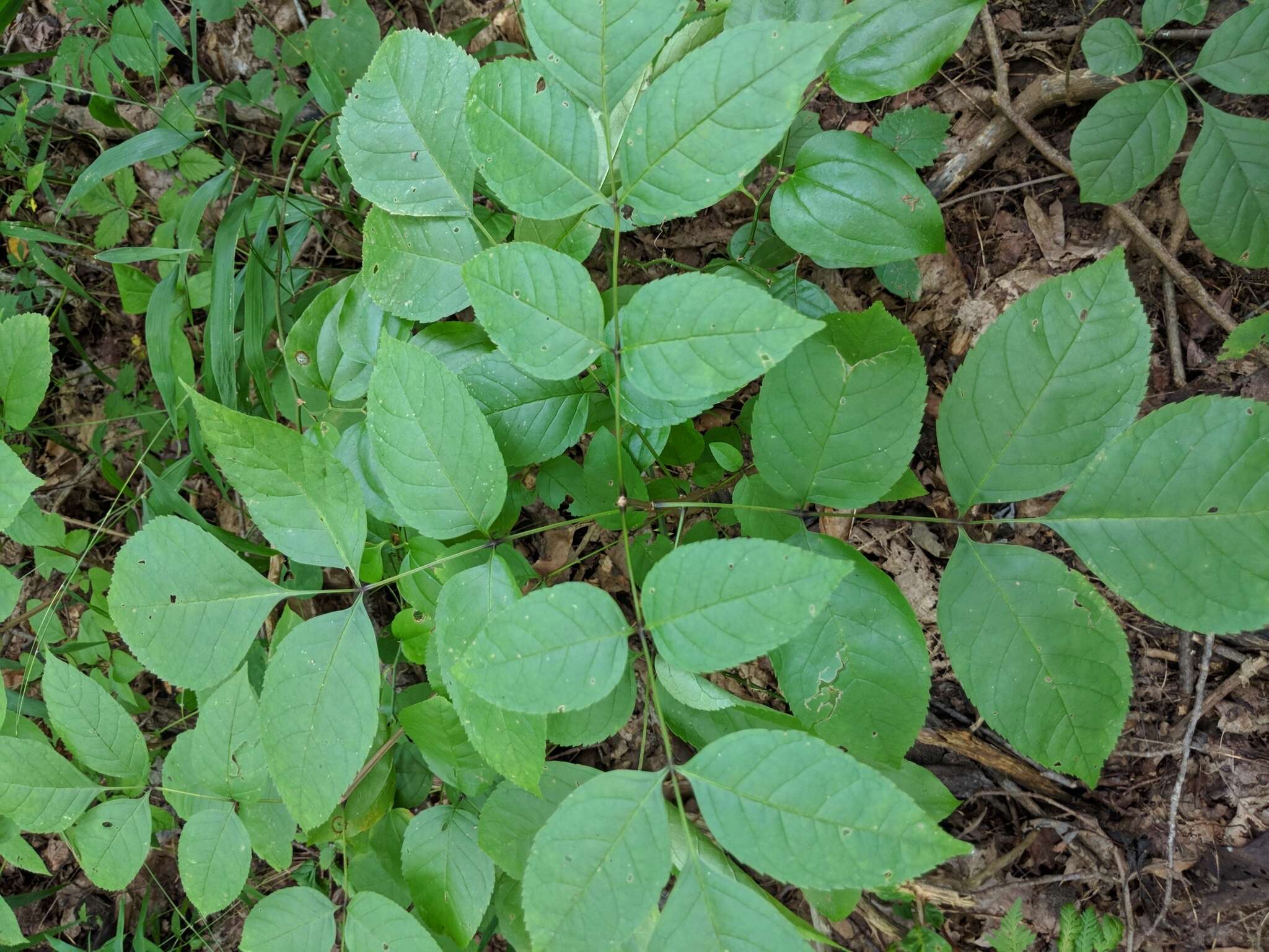 Image of blue ash